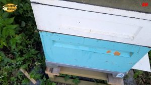 пчеловодство, подсадка матки в изоляторе, вроде все неплохо, но изолятор …но