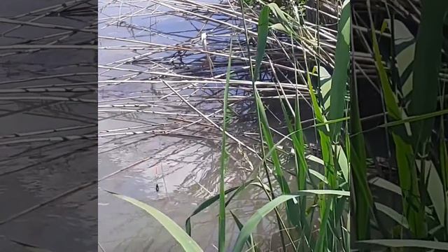рыбалка рыбные места. ловим карасей. в поисках крупных экземпляров. смотреть онлайн
