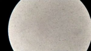 Кровь после полыни - Удивительный результат!