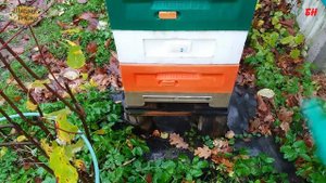 пчеловодство, улья медведь летковый заградитель