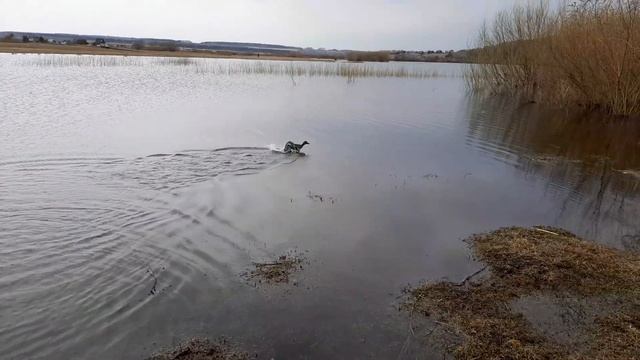 выпуск утки смотреть онлайн