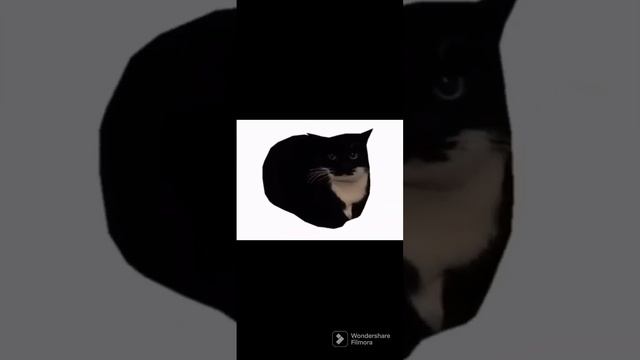 Maxwell the cat (spinning) (long) смотреть онлайн