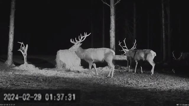 Олени и рога смотреть онлайн