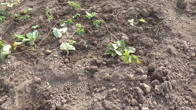 Когда и как лучше всего сажать клубнику смотреть онлайн