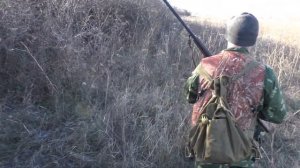 Охота на фазана. Охота с лайками. Много фазана, в камишах полно фазанов! Охота с собакой на фазана.