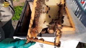 пчеловодство, проверяем как пчела отстроила корпус, раннее расширение