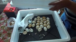 Поработал над ошибками и вывод получился 86% Вылупление цыплят в инкубаторе в этот раз порадовало.