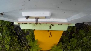 пчеловодство, что за звук? странный звук из улья (записки новичка)