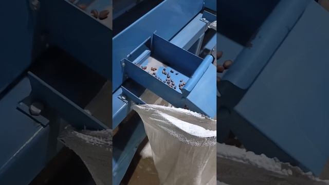 Сортировка, дробление и очистка на производстве кедрового ореха #Сибирь #кедровыйорех #производство