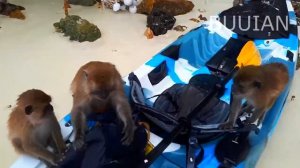 Phi phi Don island.Monkey beach.2.26.Пи Пи Дон -Пляж Обезьян.