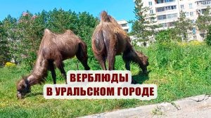 Испытание лотков на прочность. Верблюды в городе