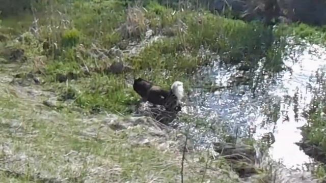 Первая поездка с хаски в машине. Поездка с хаски в лес/Traveling with a husky by car to the forest смотреть онлайн