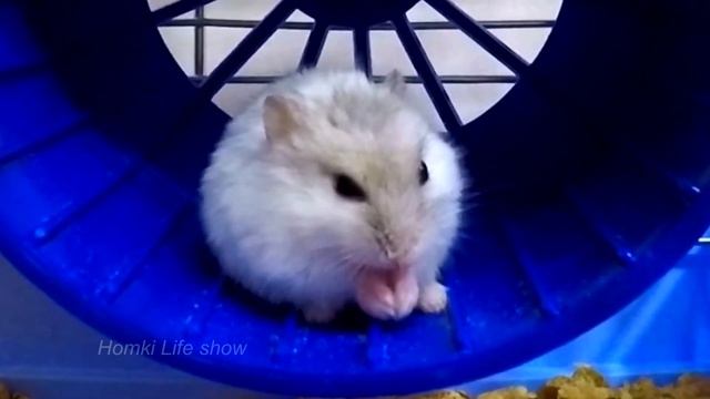 Джунгарский Хомяк Нюся 105 умывание За День. Видео с Хомяками Hamster
