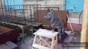 Пёс для станции Базаиха Красноярский железной дороги