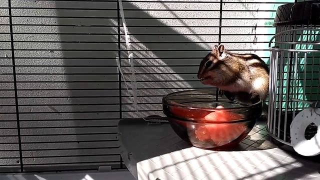 Бурундук ест арбуз смотреть онлайн