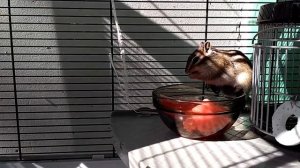 Бурундук ест арбуз