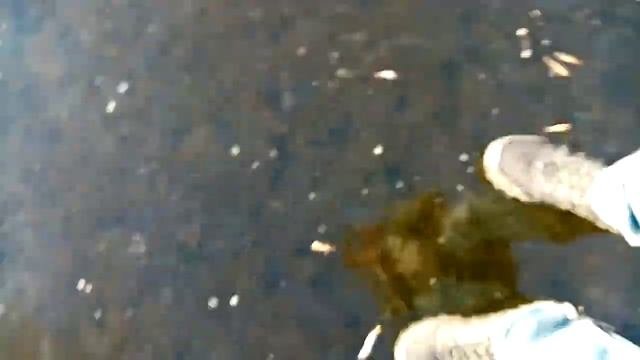 Рыба в луже подольдом