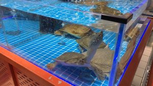 Китайские супермаркеты, в которых   есть  даже живые черепахи!!!