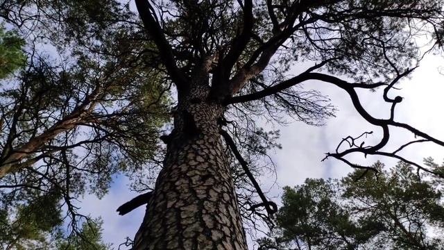 Пчеловодство.Роеловство.Поиск в лесу деревьев  для будущих установок ловушек на пчёл. #Роеловство
