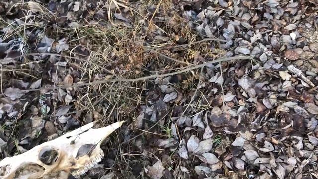 Охота Открытие первого нашего зимнего сезона охоты 2019-2020. Разветка смотреть онлайн