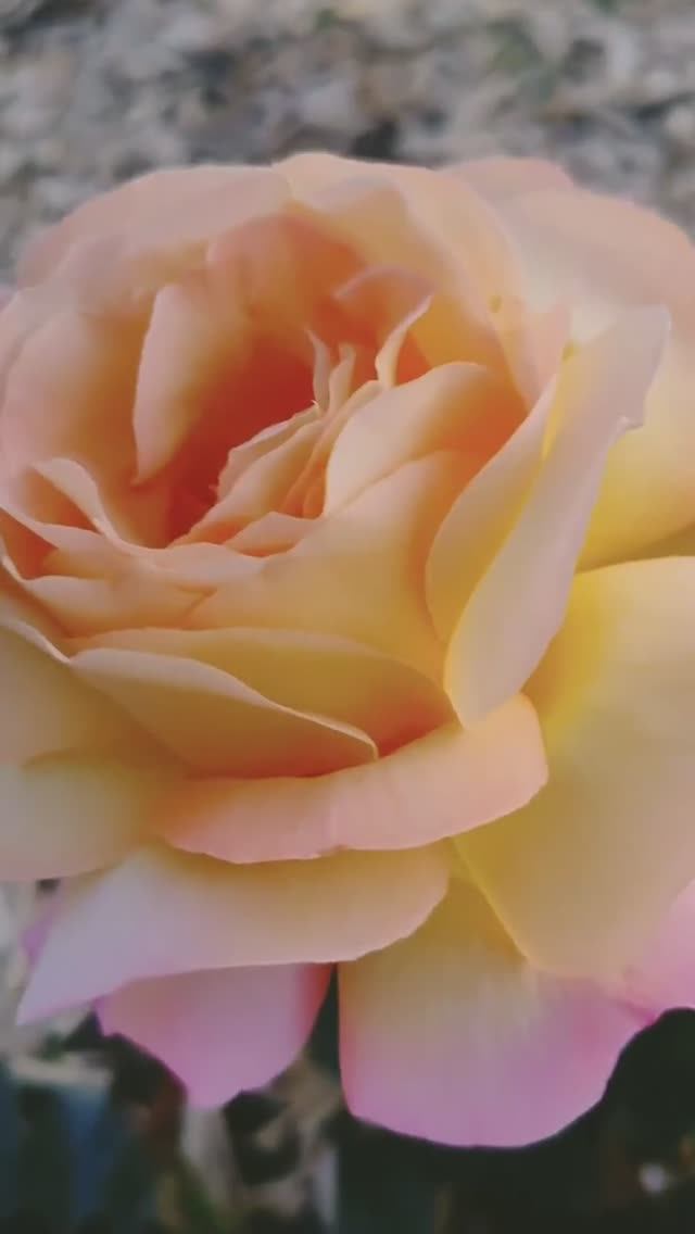 Вечерняя прогулка по саду!!! Роза Глория Дей!!! Цветут пионы!!! смотреть онлайн