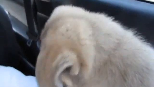 Bailey looking out the car window смотреть онлайн