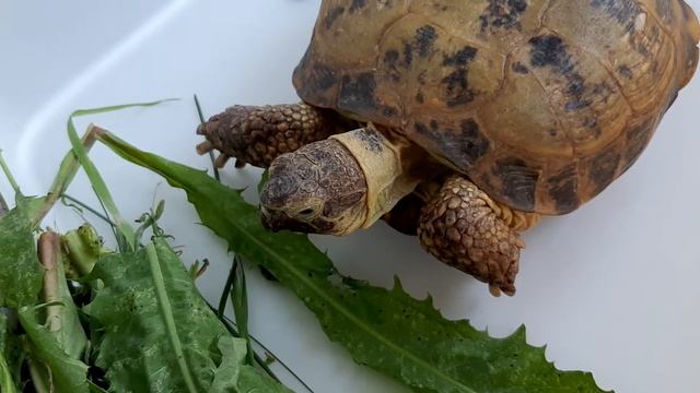 Черепаха кушает. смотреть онлайн