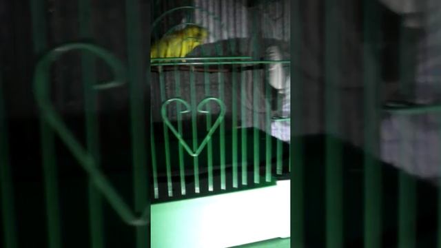 Разбудила кешу, извините за маленькое освещение фонариком)) смотреть онлайн