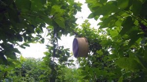 Как поймать рой пчел