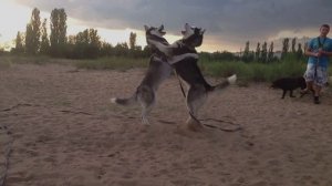 Игры хаски Вегаса