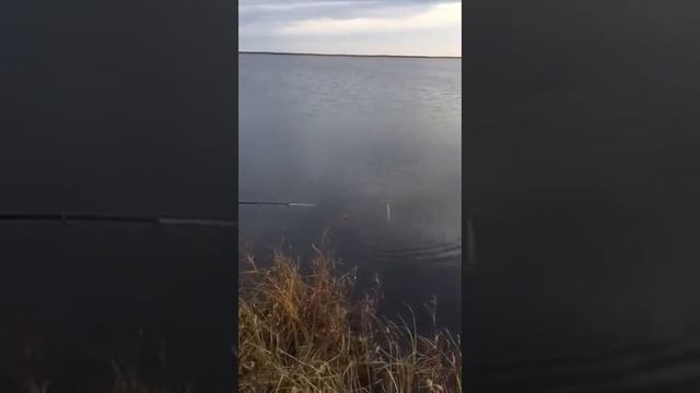это ШОК окунь на сало