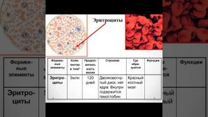 8 класс биология. Транспорт веществ. Иванова Полина 8Д