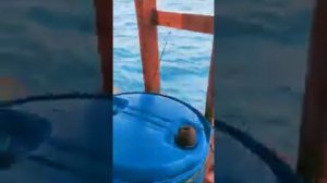 Shimano Twin power Sw4000xg/bossna iguana limited pe 2-4 vs Layaran Sedeli besar