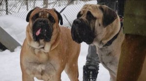 Догтренинг 569. Собаки для души: бульмастифы и спаниель. Заповедные собаки.