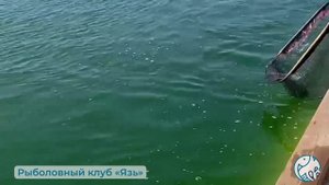 31.05.2024г. Рыболовный клуб «Язь»