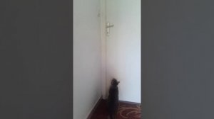 Кошка спасает котёнка.
