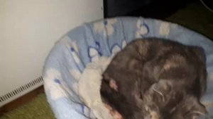 Дневник Котят! Рождение Британских котят / Мурка родила 4 котят😍🤗!