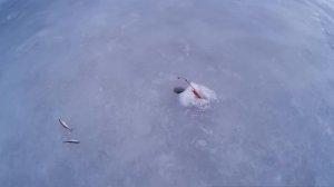 зимняя рыбалка ловля корюшки финский залив закрытие сезона