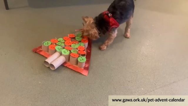 Pet advent calendar смотреть онлайн