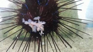 Как ест морской ёж