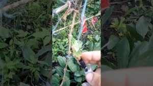Прививка винограда чёрное в зелёное