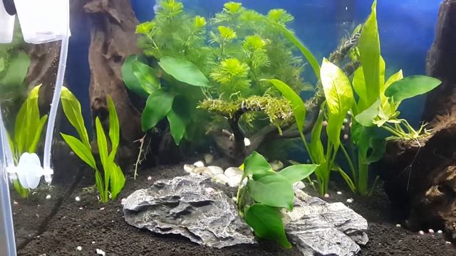 Flow from a diy co2 generator смотреть онлайн