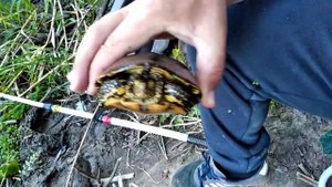 ловили карася поймал черепаху