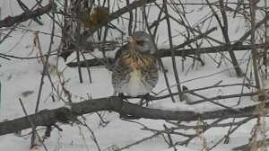 Дрозд рябинник