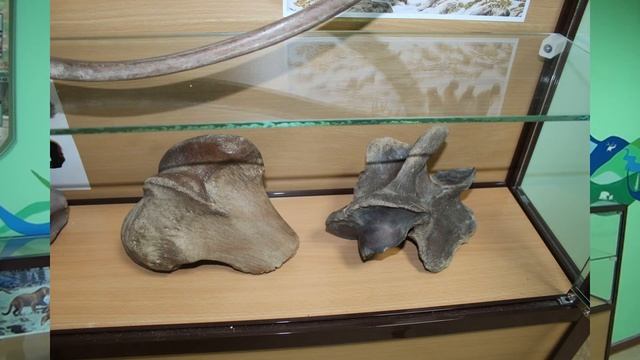 Музей Природы и человека смотреть онлайн