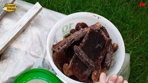 пчеловодство, восковая моль