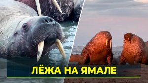 Ямальская популяция моржей не перестаёт удивлять учёных