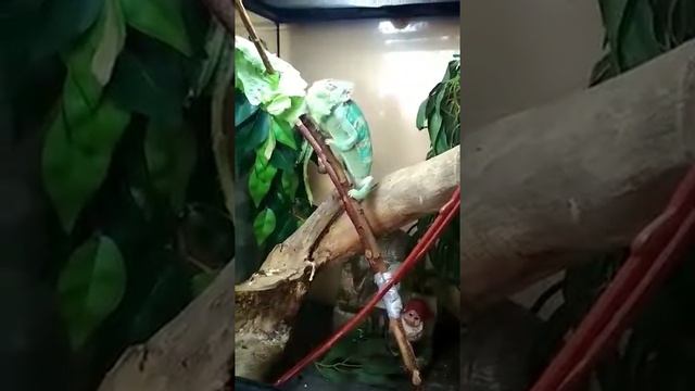 Мой хамелеон ест