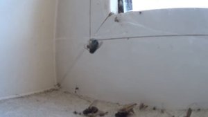 Паук ест добычу