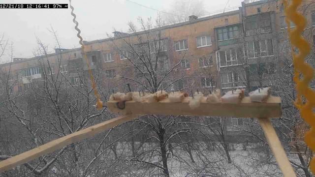 Трансляция кормушки для синичек. Эфир от 21 декабря 1/2 смотреть онлайн